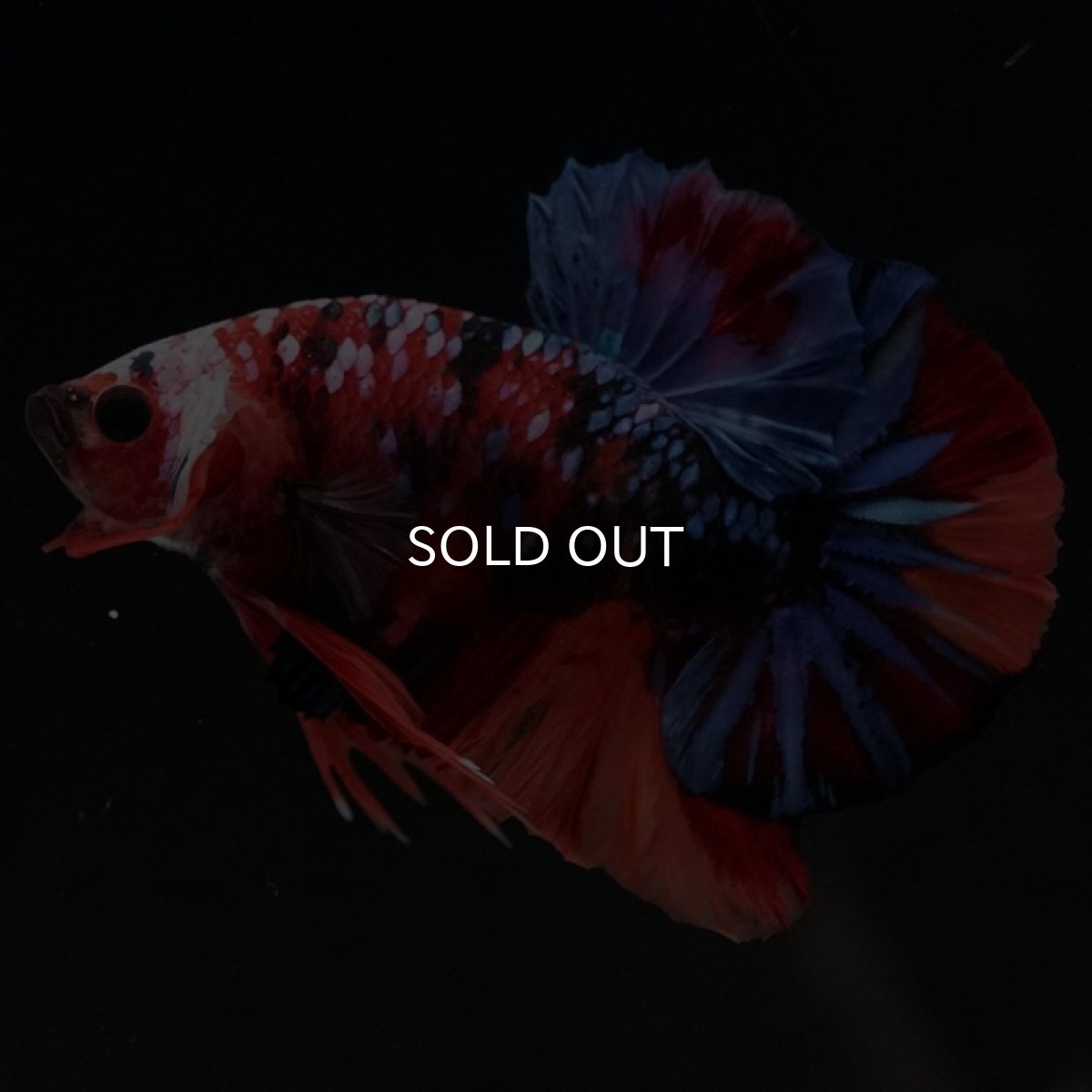 画像4: HMPK　キャンディギャラクシー (4)