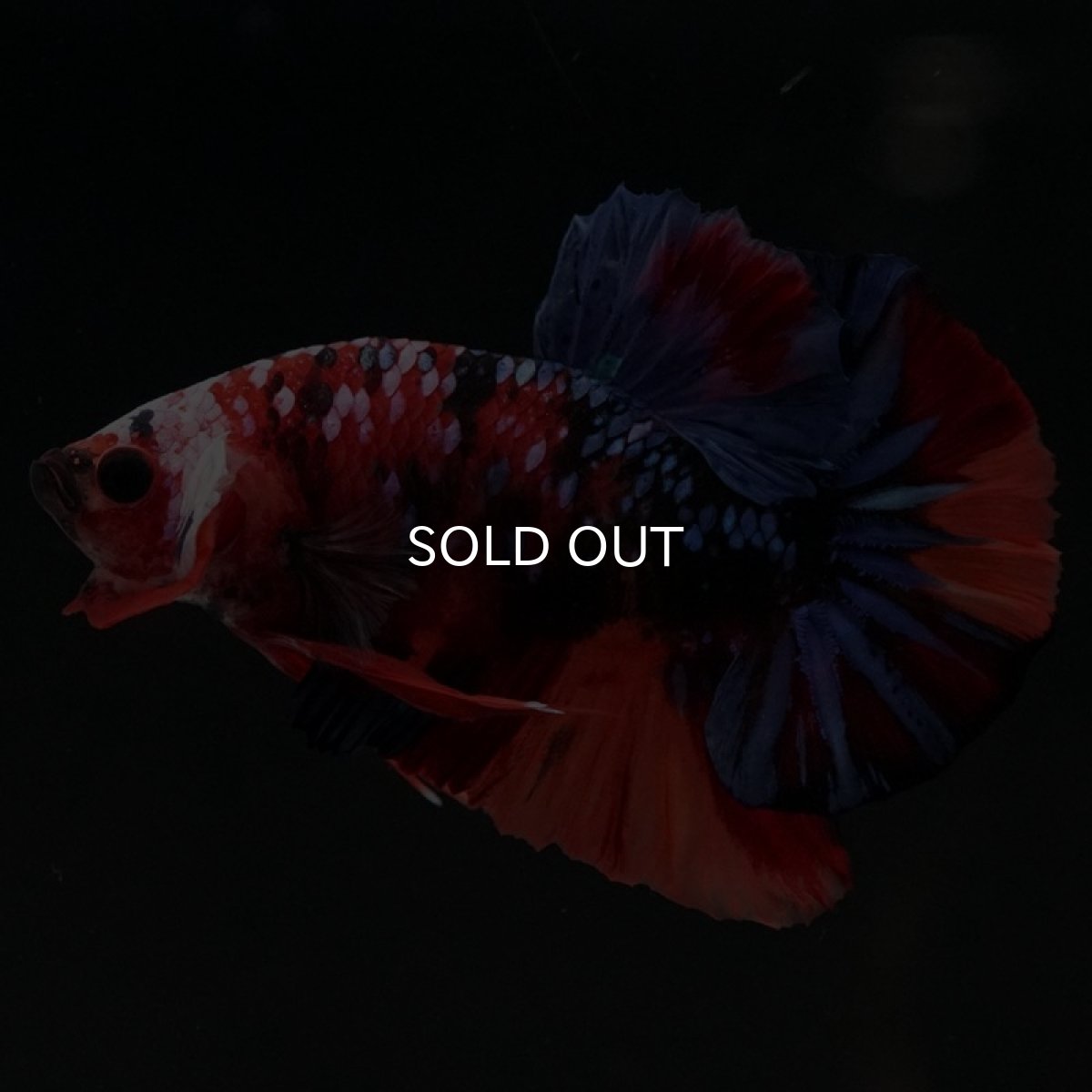 画像2: HMPK　キャンディギャラクシー (2)