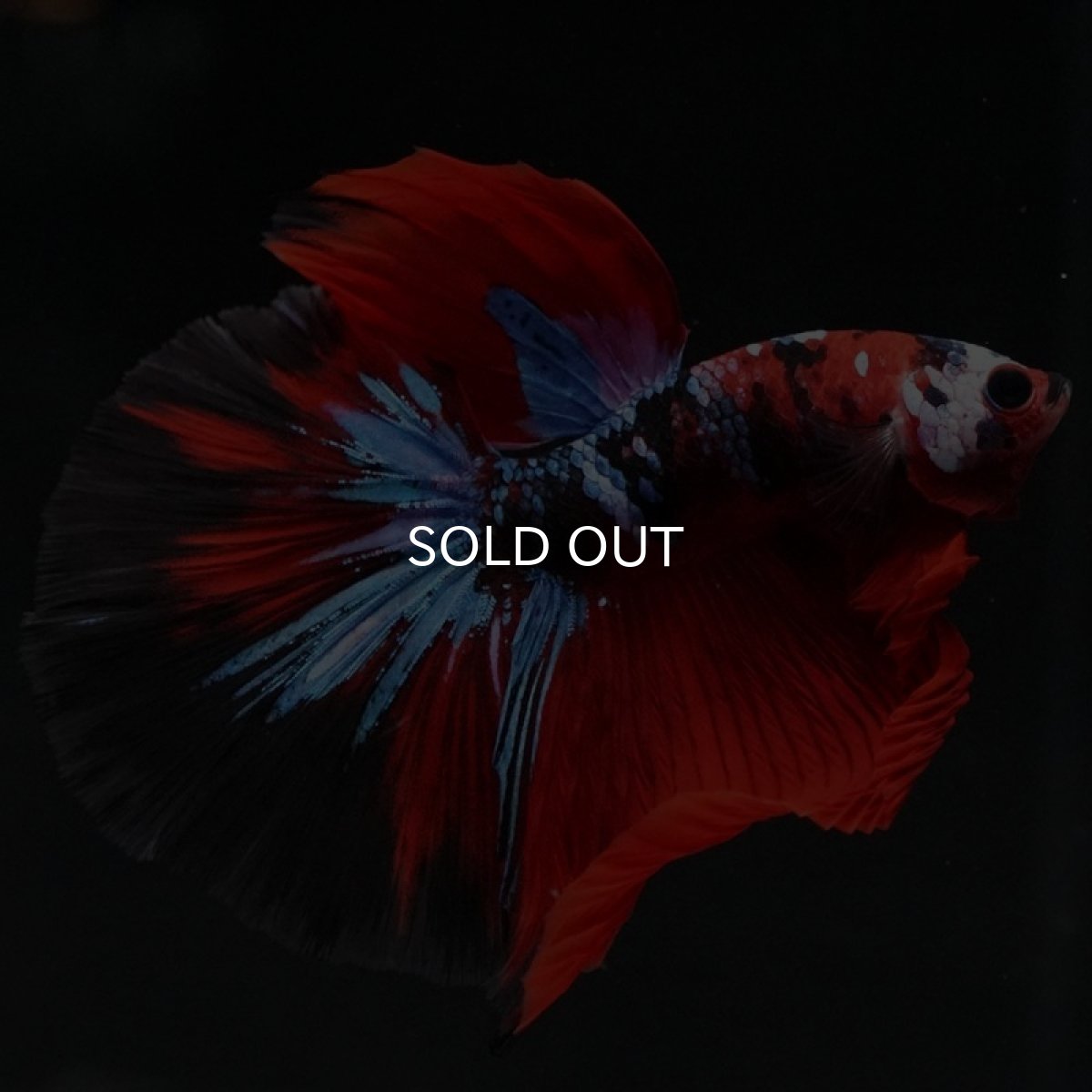 画像4: HM 鯉ギャラクシー (4)