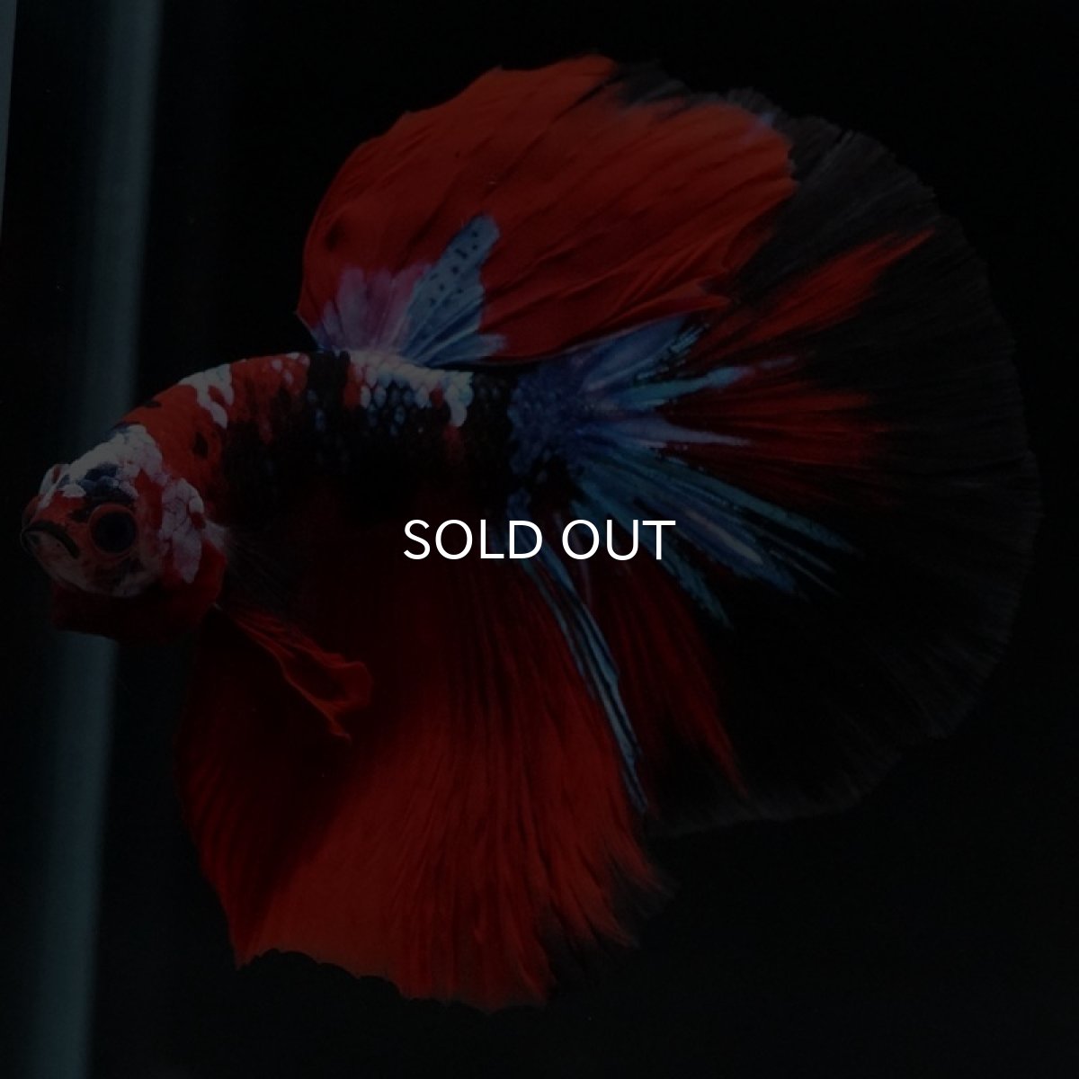 画像7: HM 鯉ギャラクシー (7)