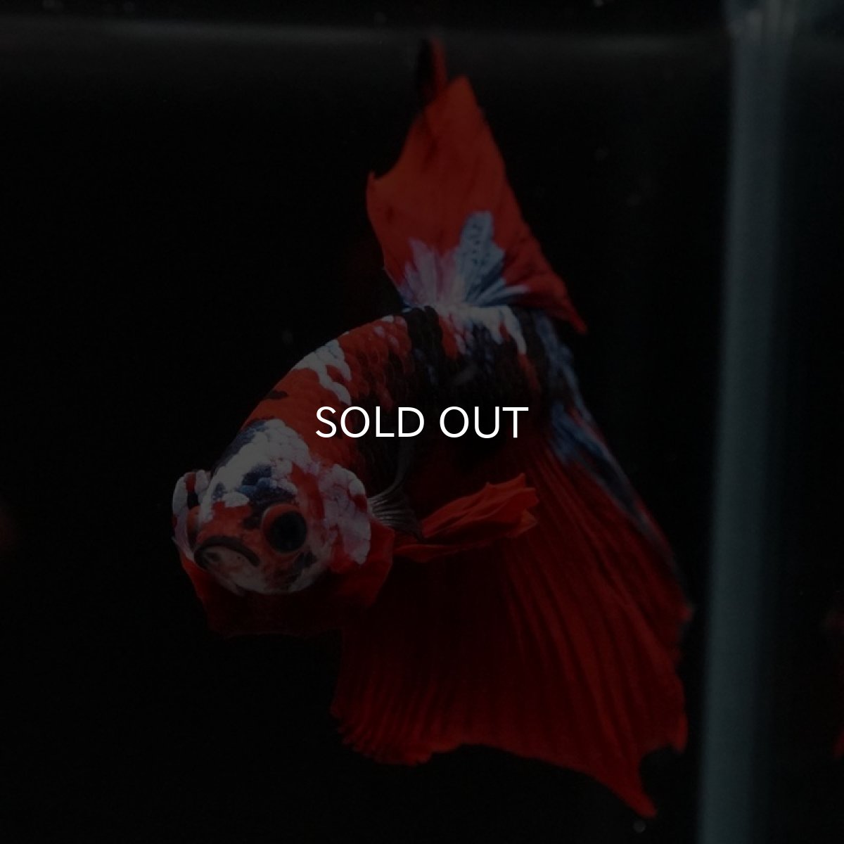 画像3: HM 鯉ギャラクシー (3)