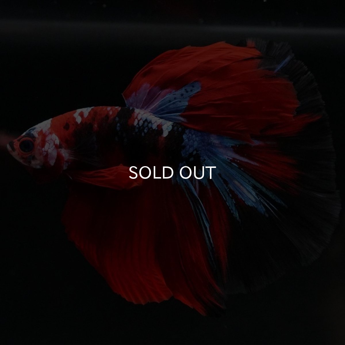 画像5: HM 鯉ギャラクシー (5)