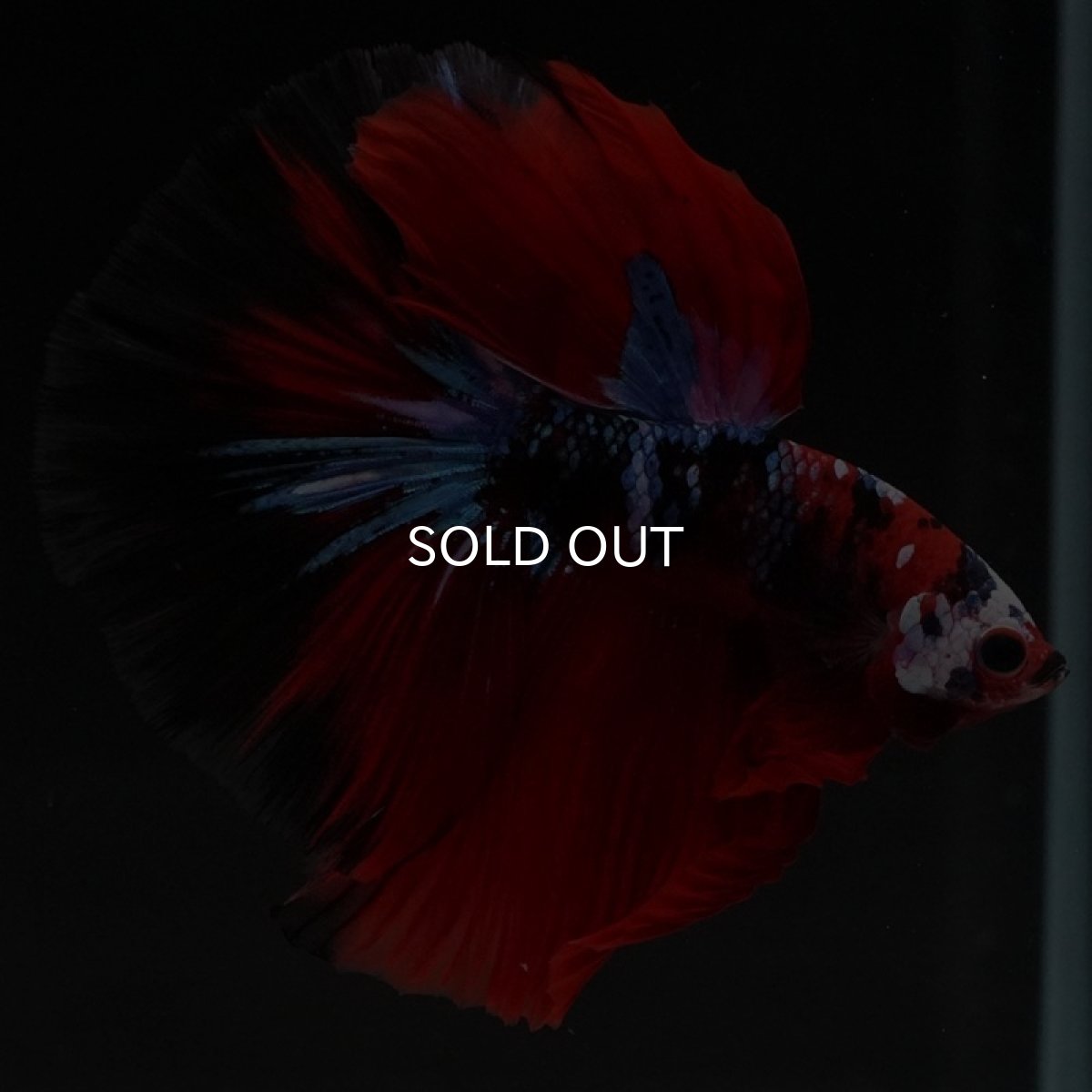 画像6: HM 鯉ギャラクシー (6)