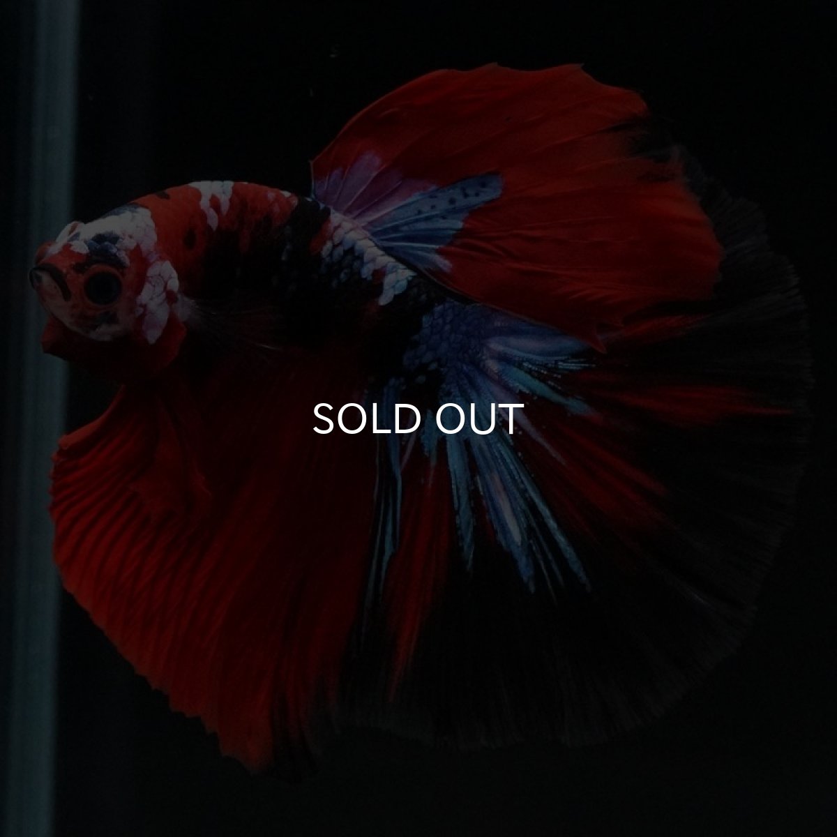 画像2: HM 鯉ギャラクシー (2)