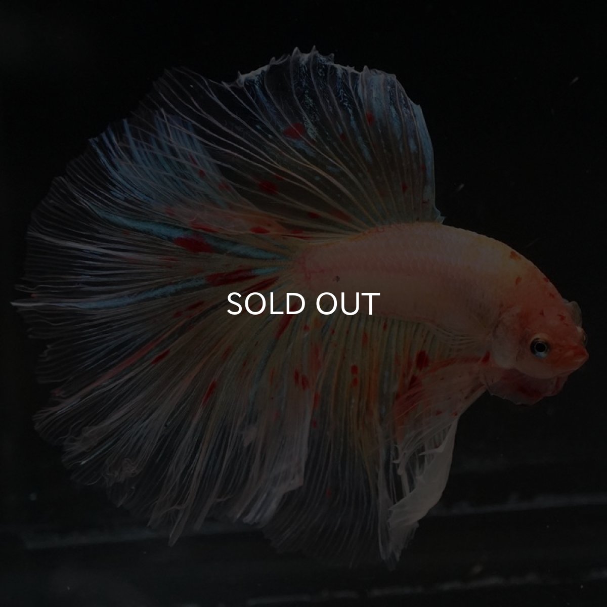 画像5: HM アルマゲドン (5)