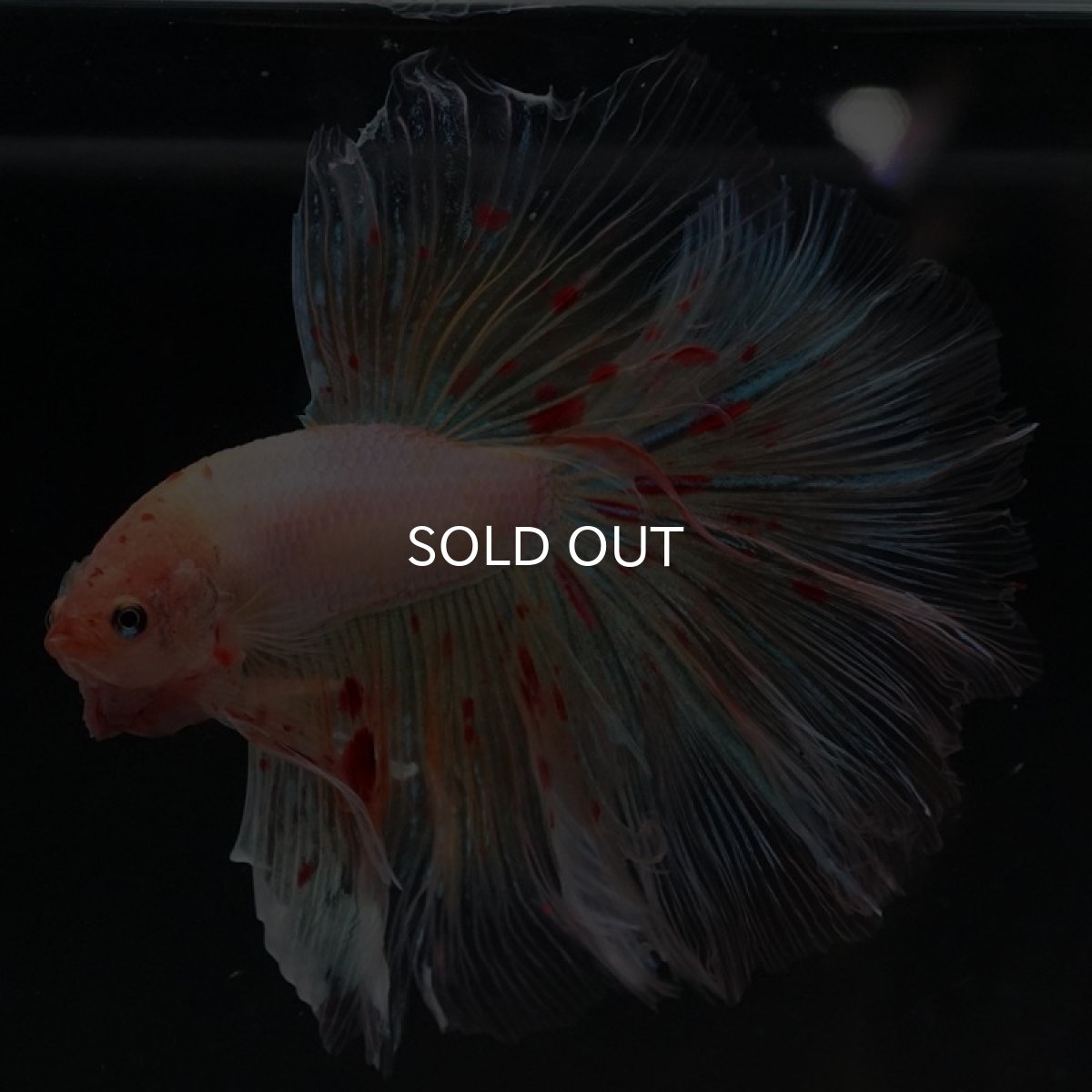 画像6: HM アルマゲドン (6)