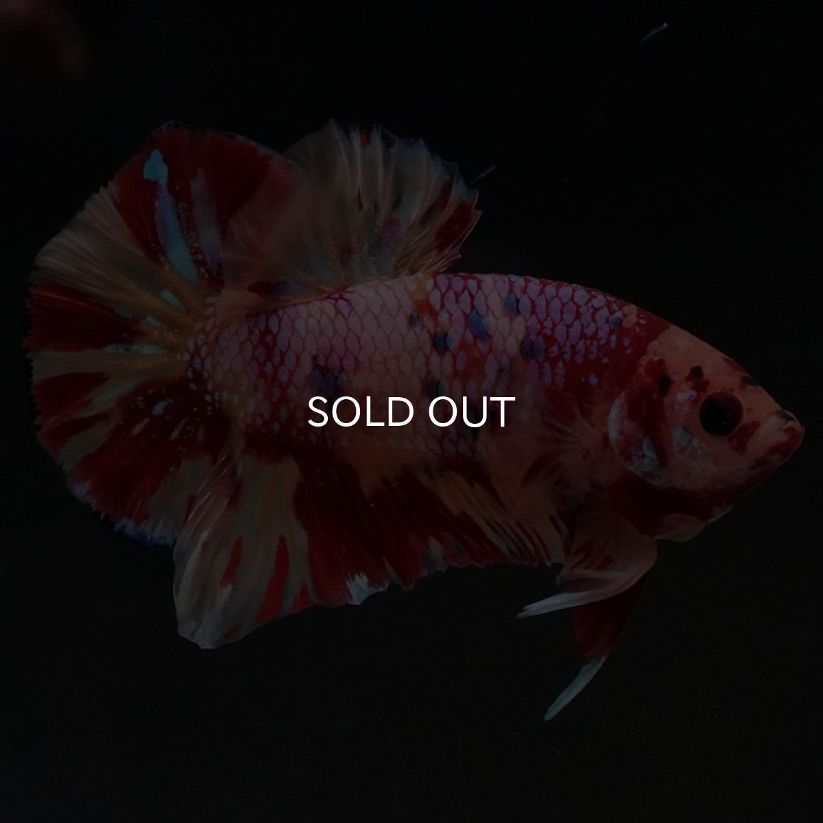 画像6: HMPK キャンディギャラクシー (6)