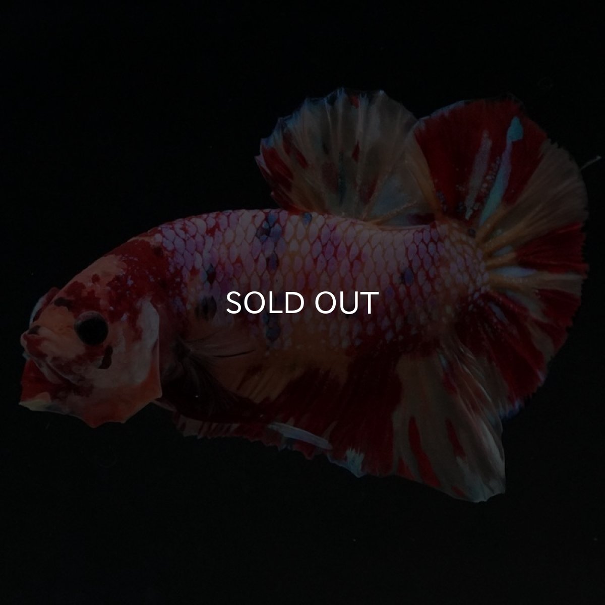 画像2: HMPK キャンディギャラクシー (2)