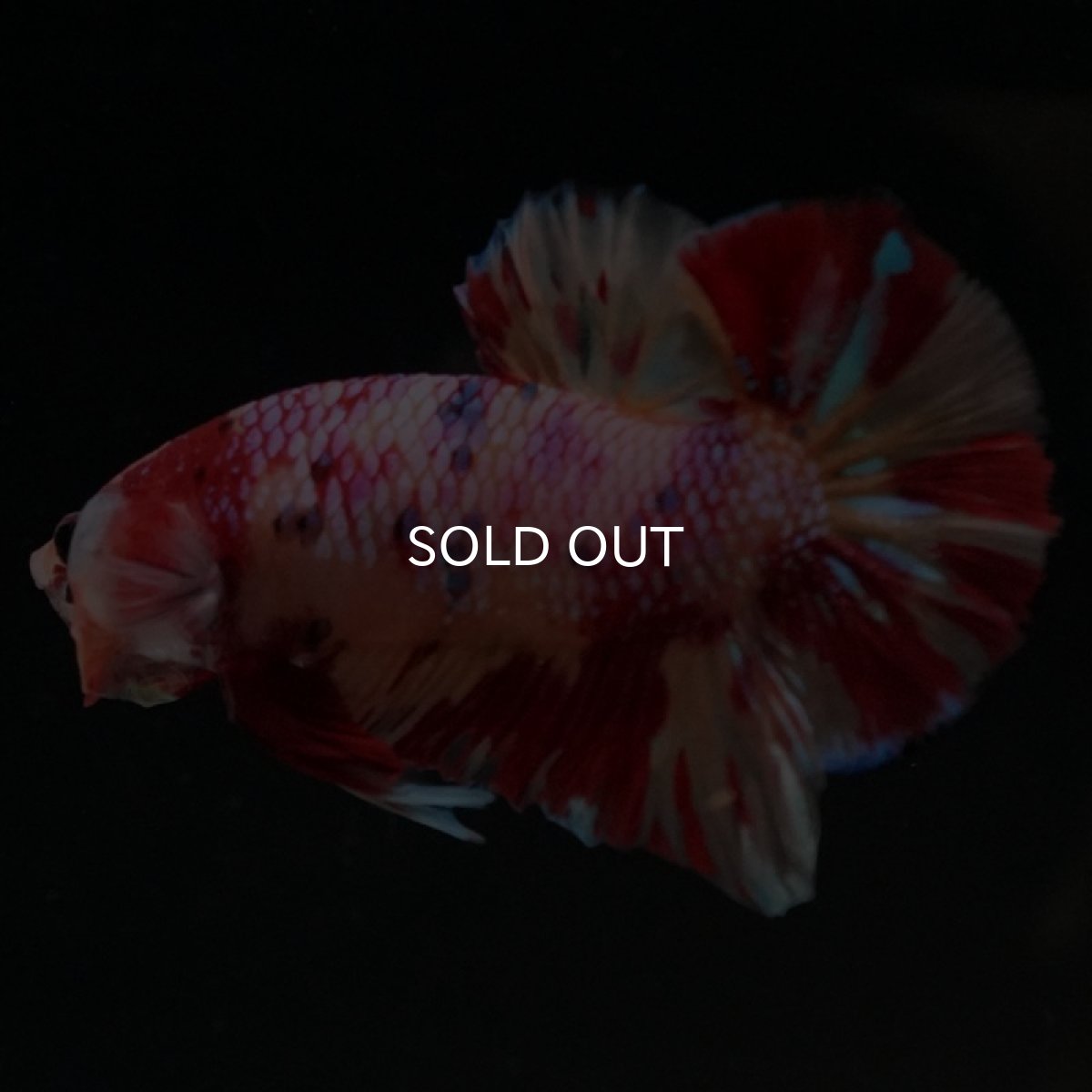 画像5: HMPK キャンディギャラクシー (5)