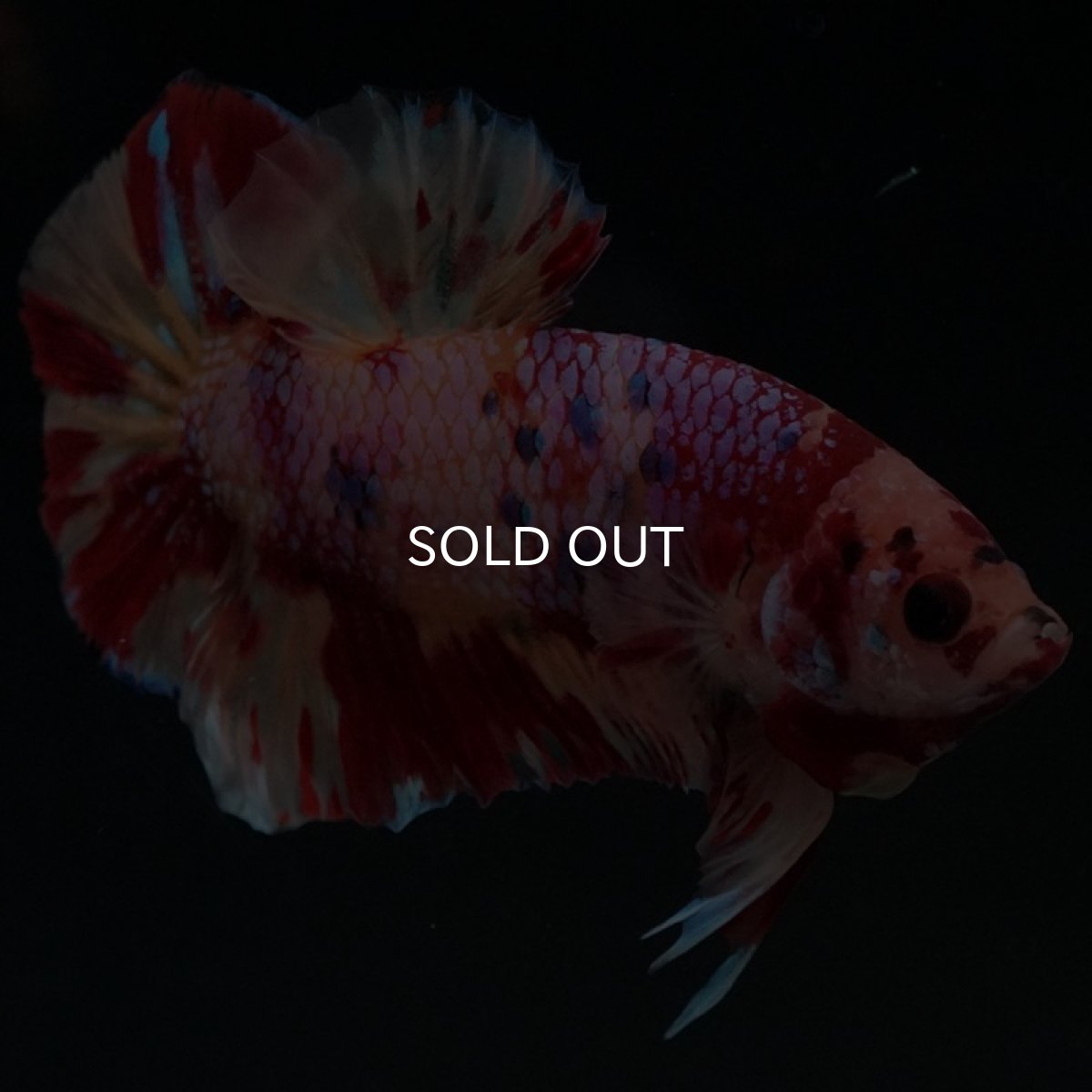 画像4: HMPK キャンディギャラクシー (4)