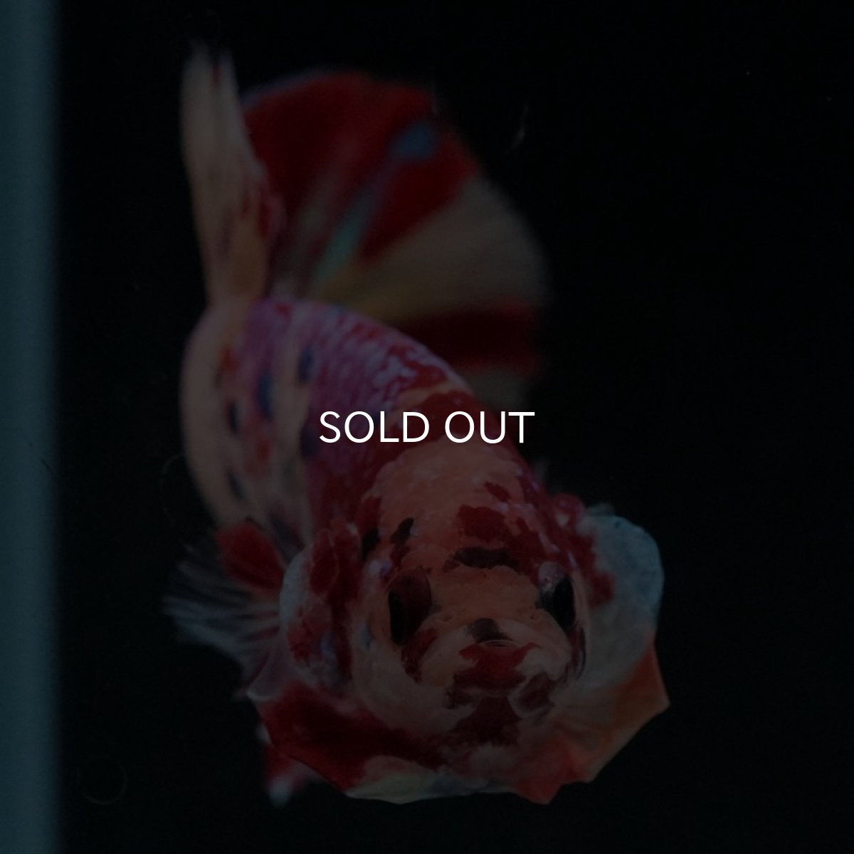 画像3: HMPK キャンディギャラクシー (3)