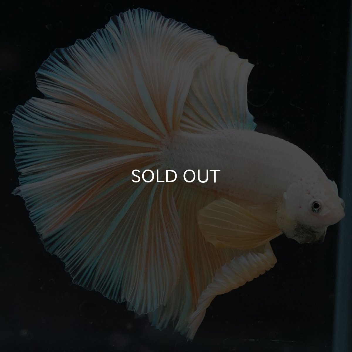 画像5: HM プラチナイエロードラゴン (5)