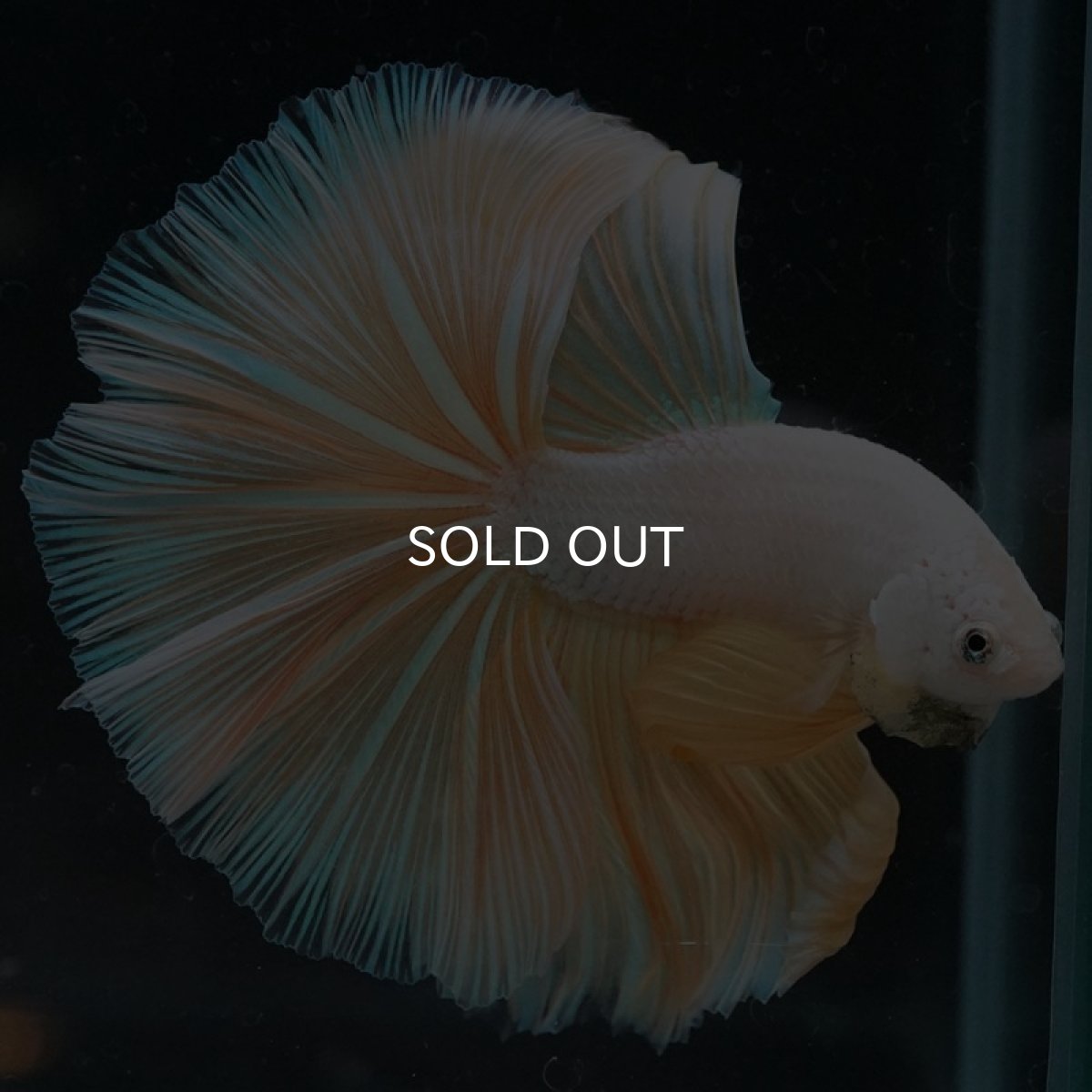 画像3: HM プラチナイエロードラゴン (3)