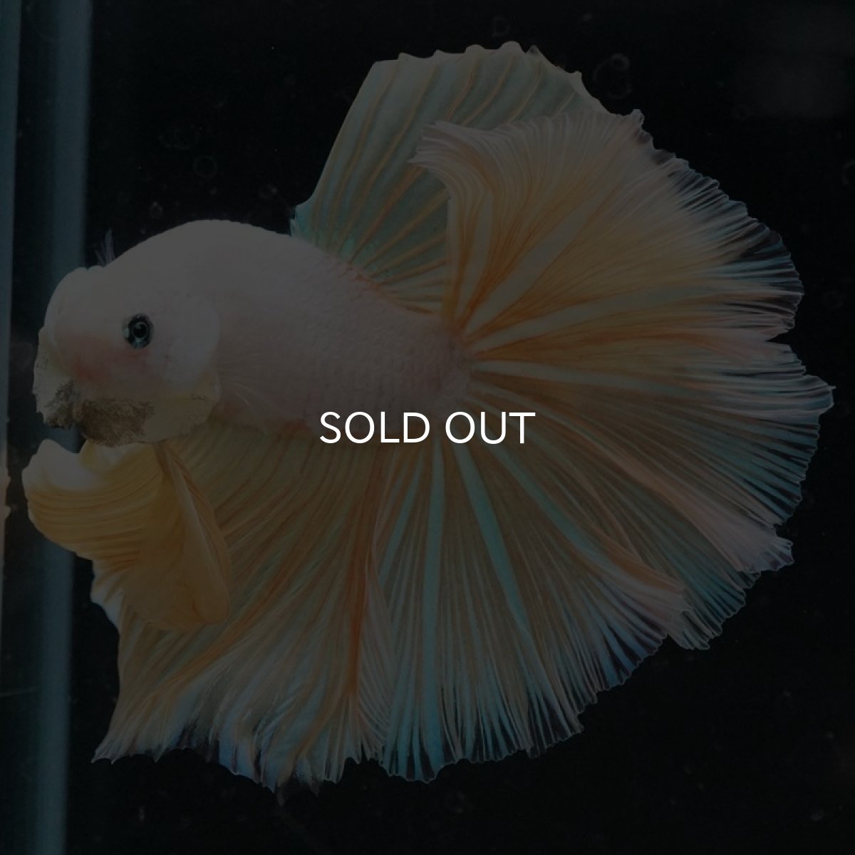 画像7: HM プラチナイエロードラゴン (7)