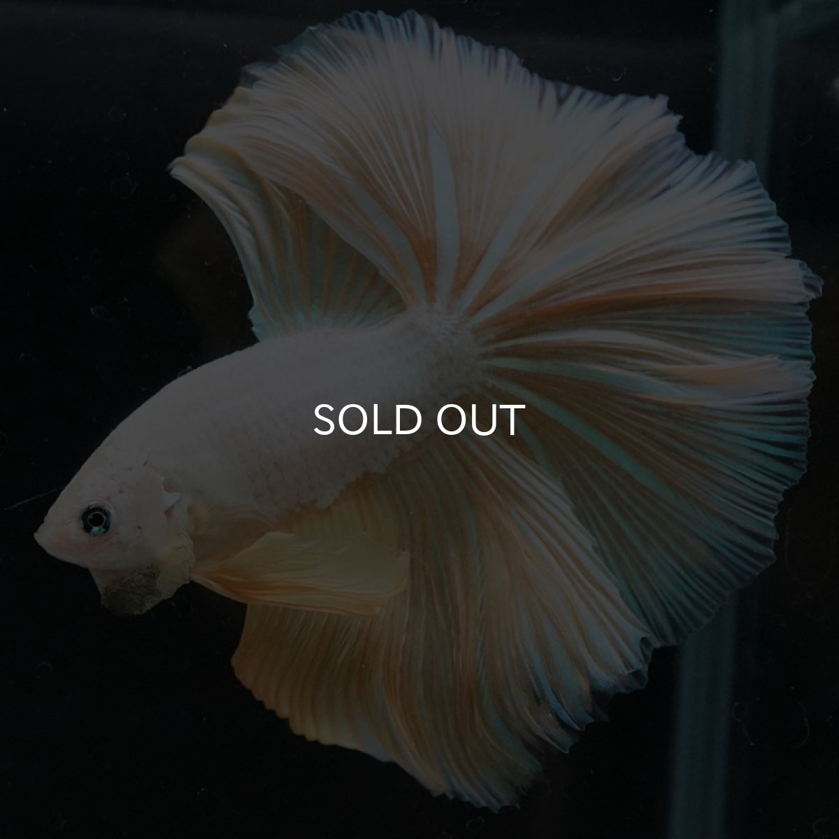 画像2: HM プラチナイエロードラゴン (2)