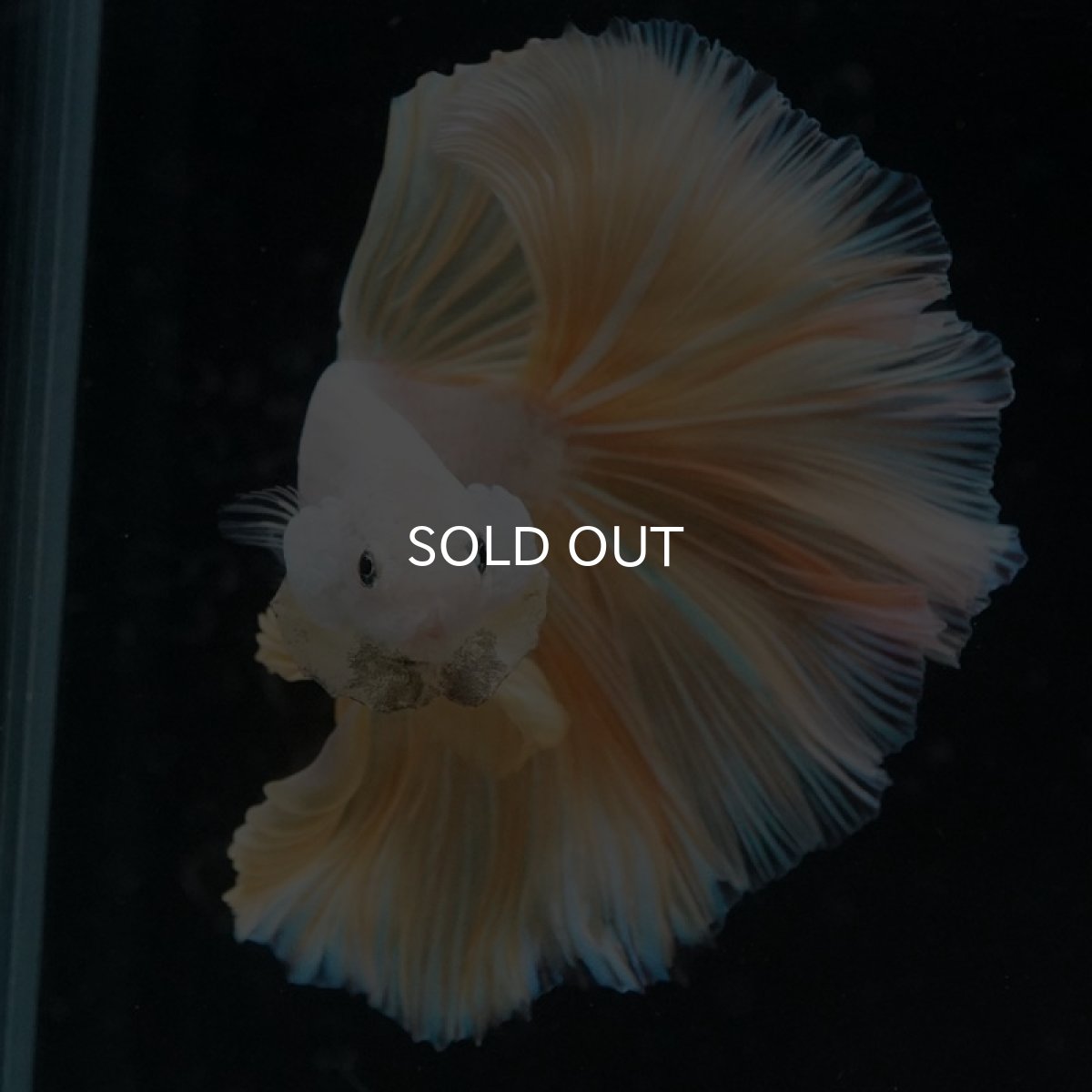 画像10: HM プラチナイエロードラゴン (10)