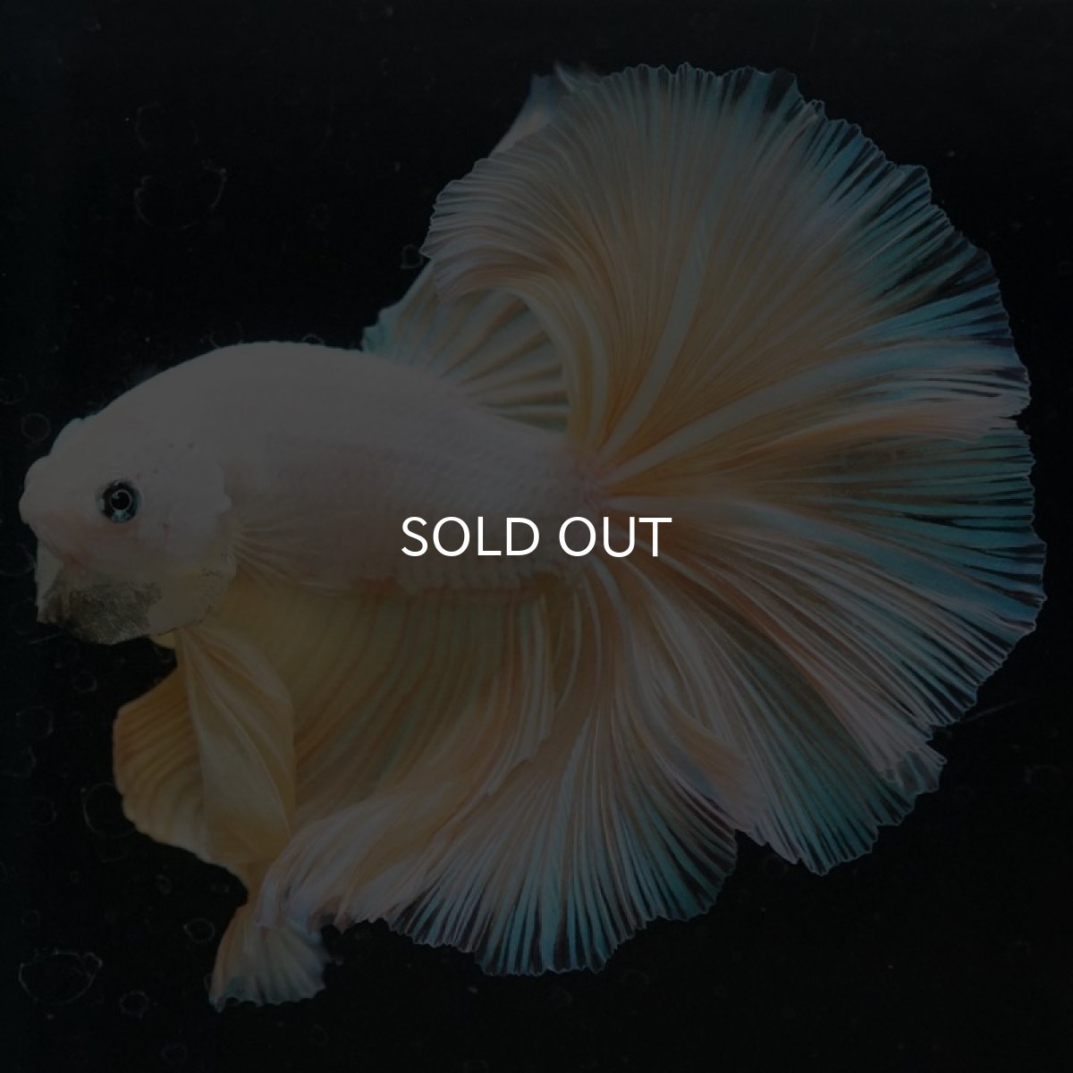 画像9: HM プラチナイエロードラゴン (9)