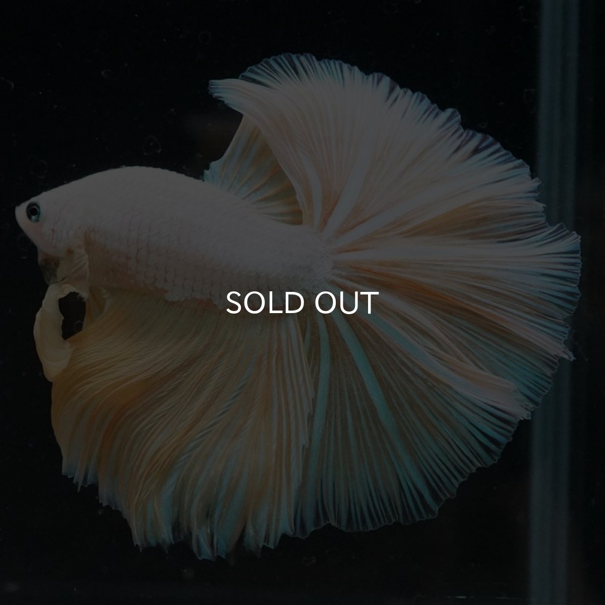 画像4: HM プラチナイエロードラゴン (4)