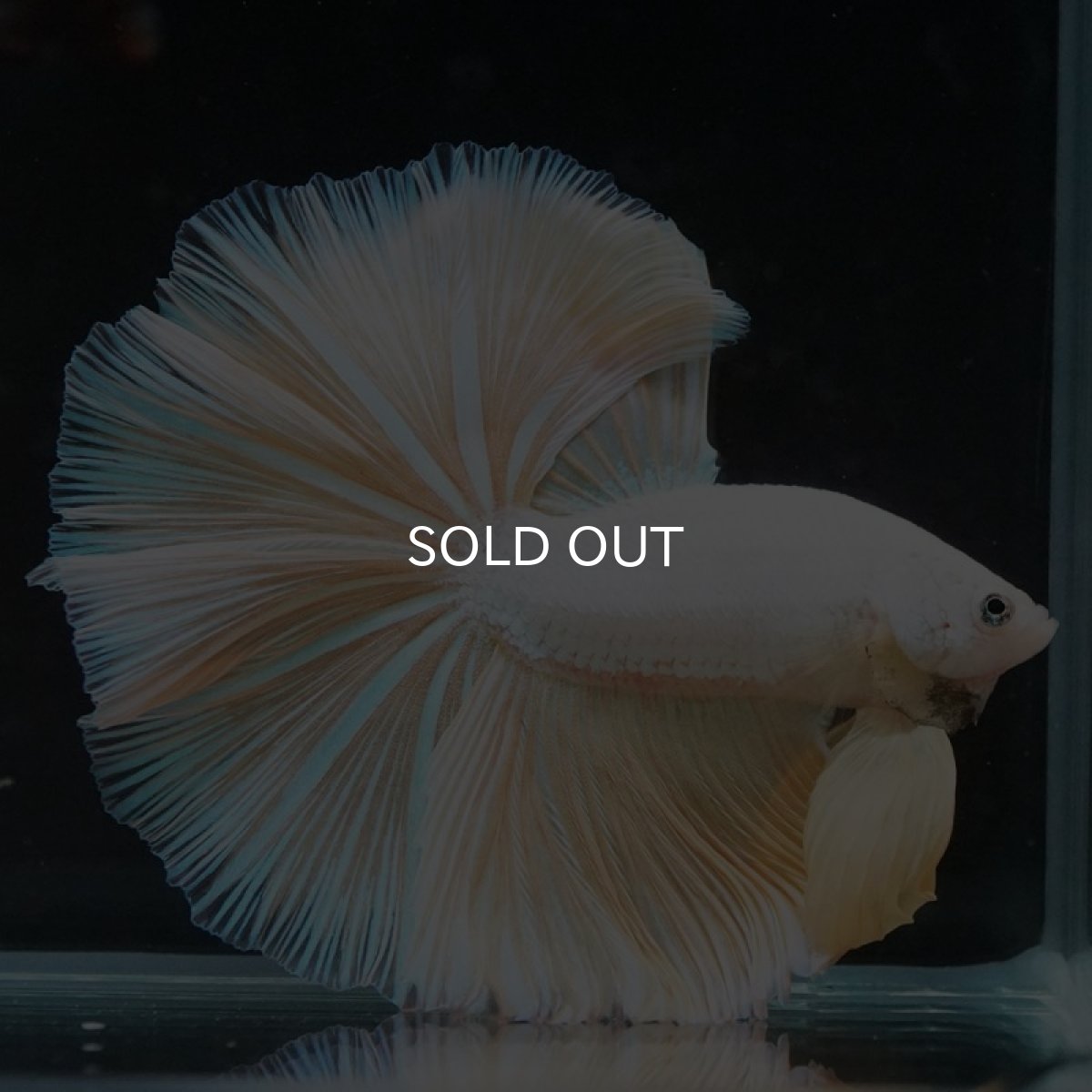 画像8: HM プラチナイエロードラゴン (8)