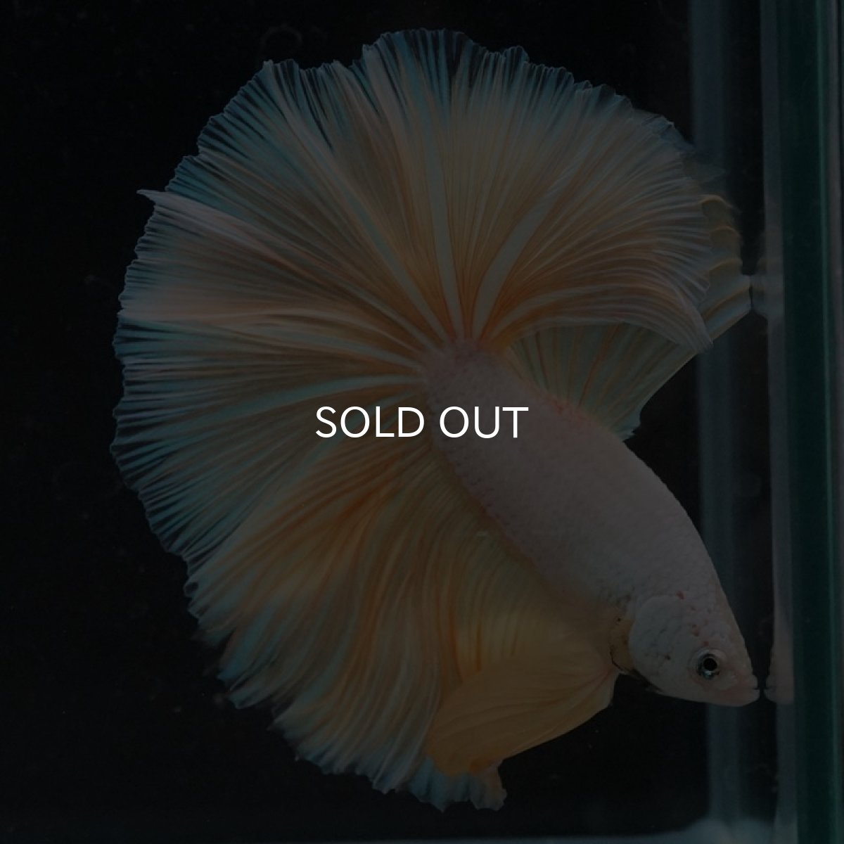 画像6: HM プラチナイエロードラゴン (6)