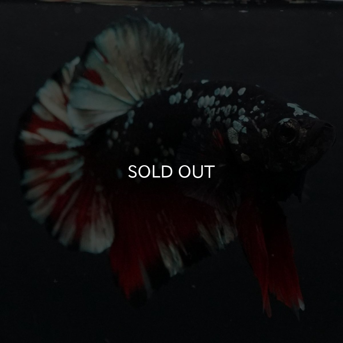 画像2: HMPK ブラックカッパースター (2)