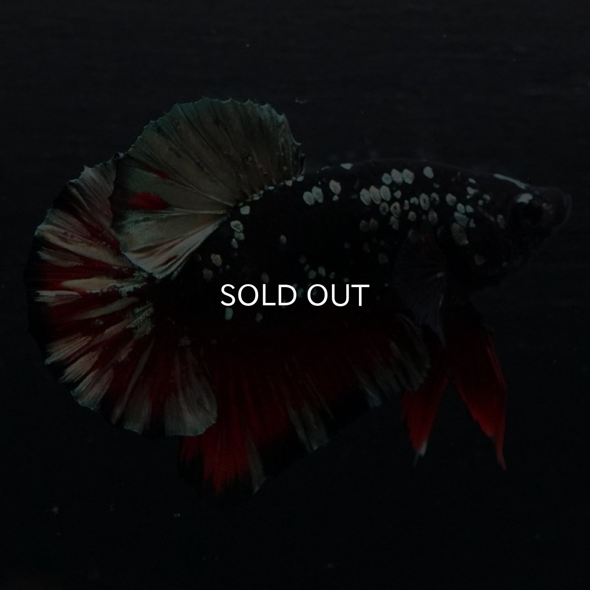 画像4: HMPK ブラックカッパースター (4)