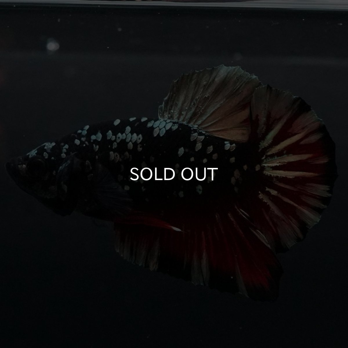 画像3: HMPK ブラックカッパースター (3)