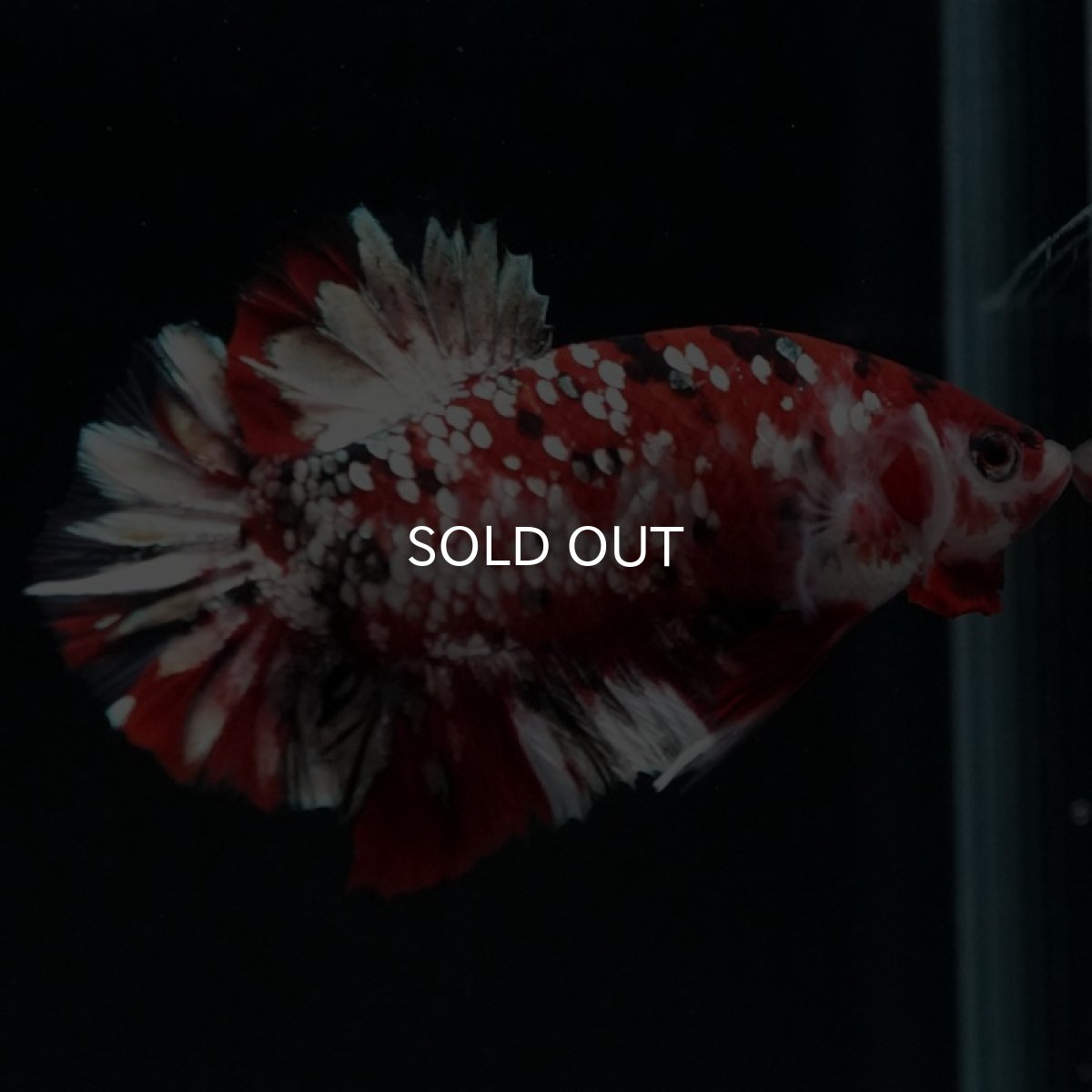 画像7: HMPK 鯉カッパーギャラクシー (7)