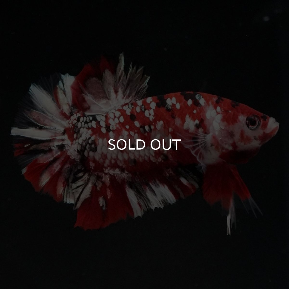 画像3: HMPK 鯉カッパーギャラクシー (3)