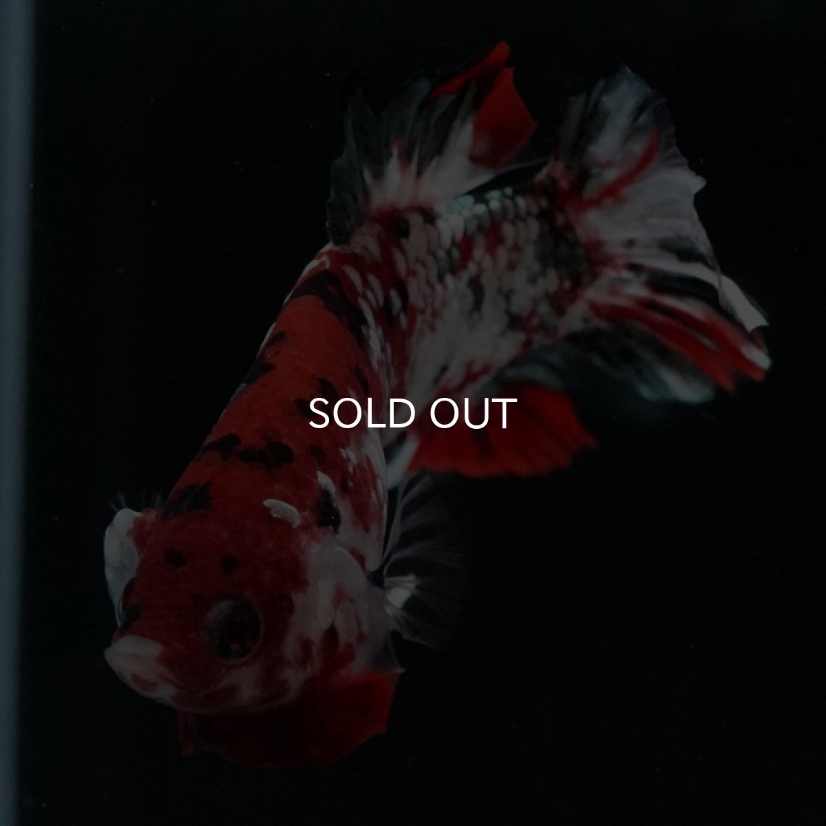 画像6: HMPK 鯉カッパーギャラクシー (6)