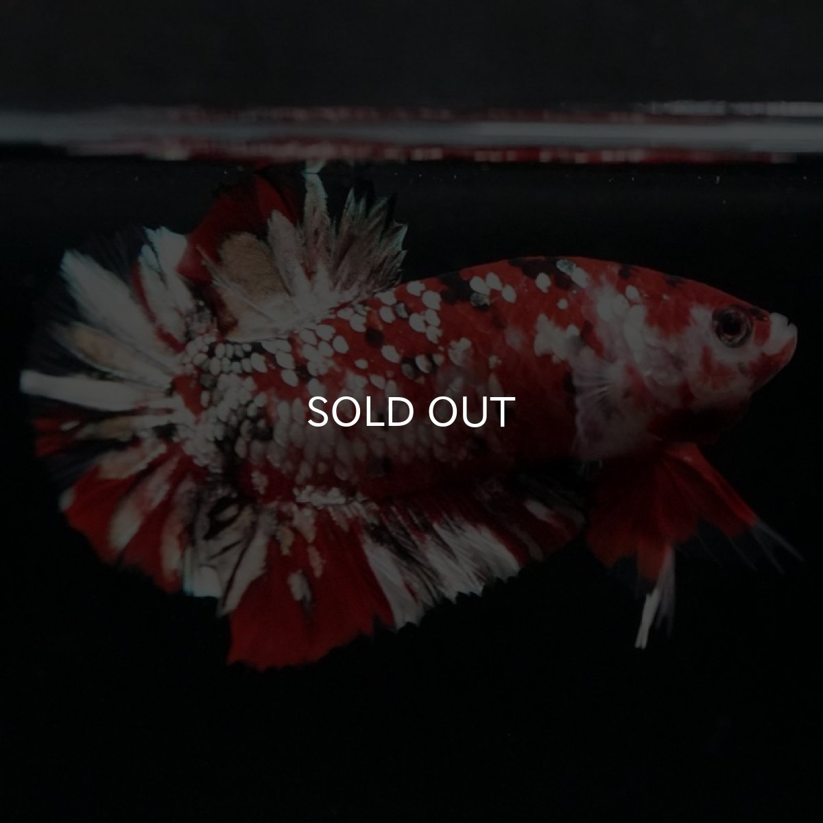 画像5: HMPK 鯉カッパーギャラクシー (5)