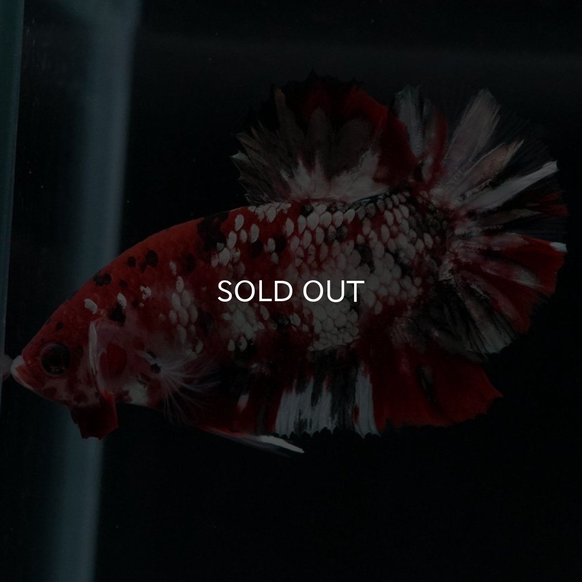 画像4: HMPK 鯉カッパーギャラクシー (4)