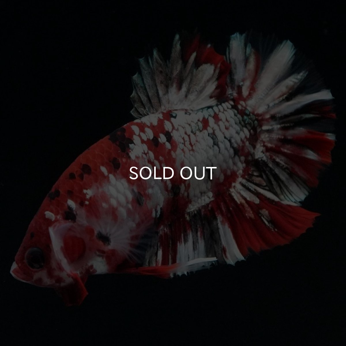 画像2: HMPK 鯉カッパーギャラクシー (2)