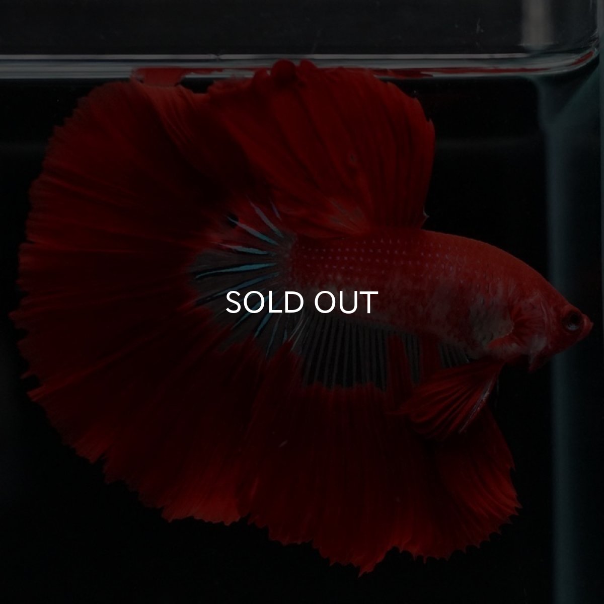 画像6: HM ファンシーレッド (6)