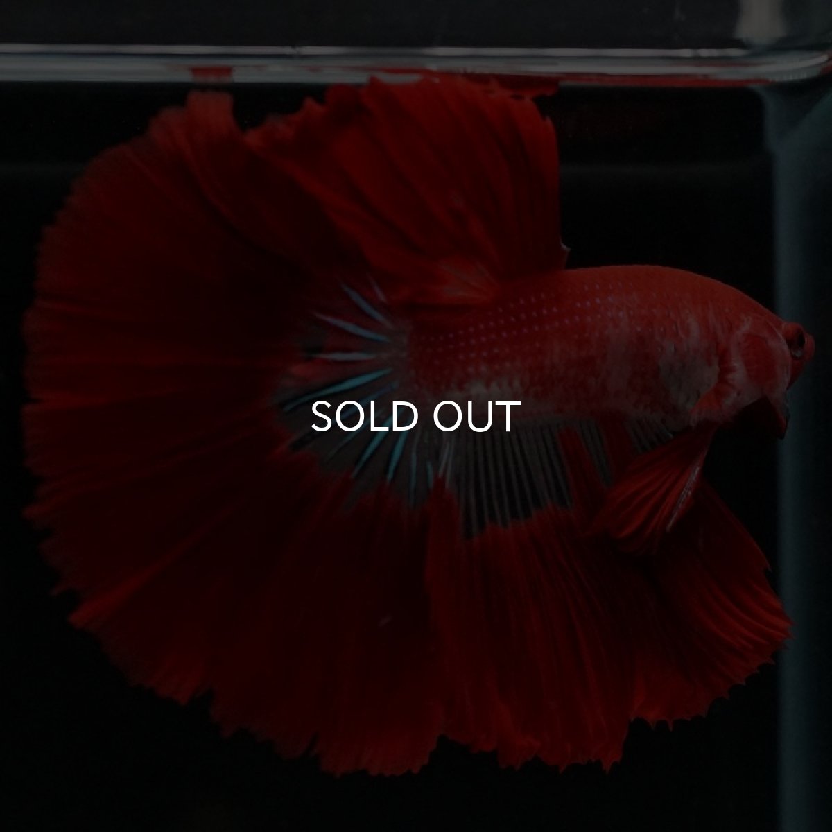 画像4: HM ファンシーレッド (4)