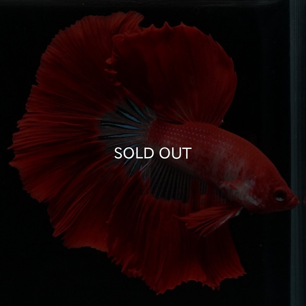 画像2: HM ファンシーレッド (2)