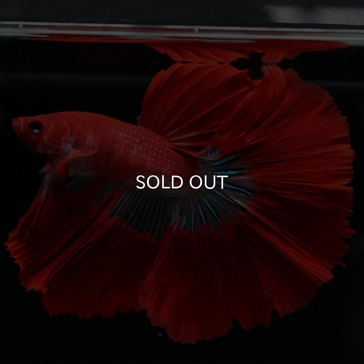 画像5: HM ファンシーレッド (5)