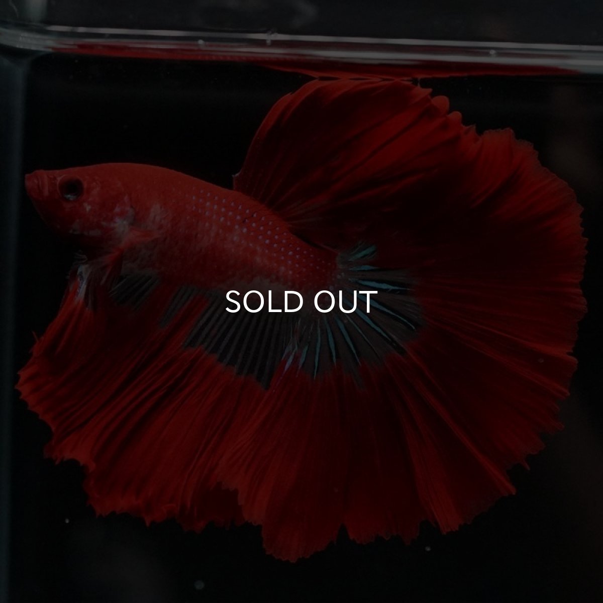 画像3: HM ファンシーレッド (3)