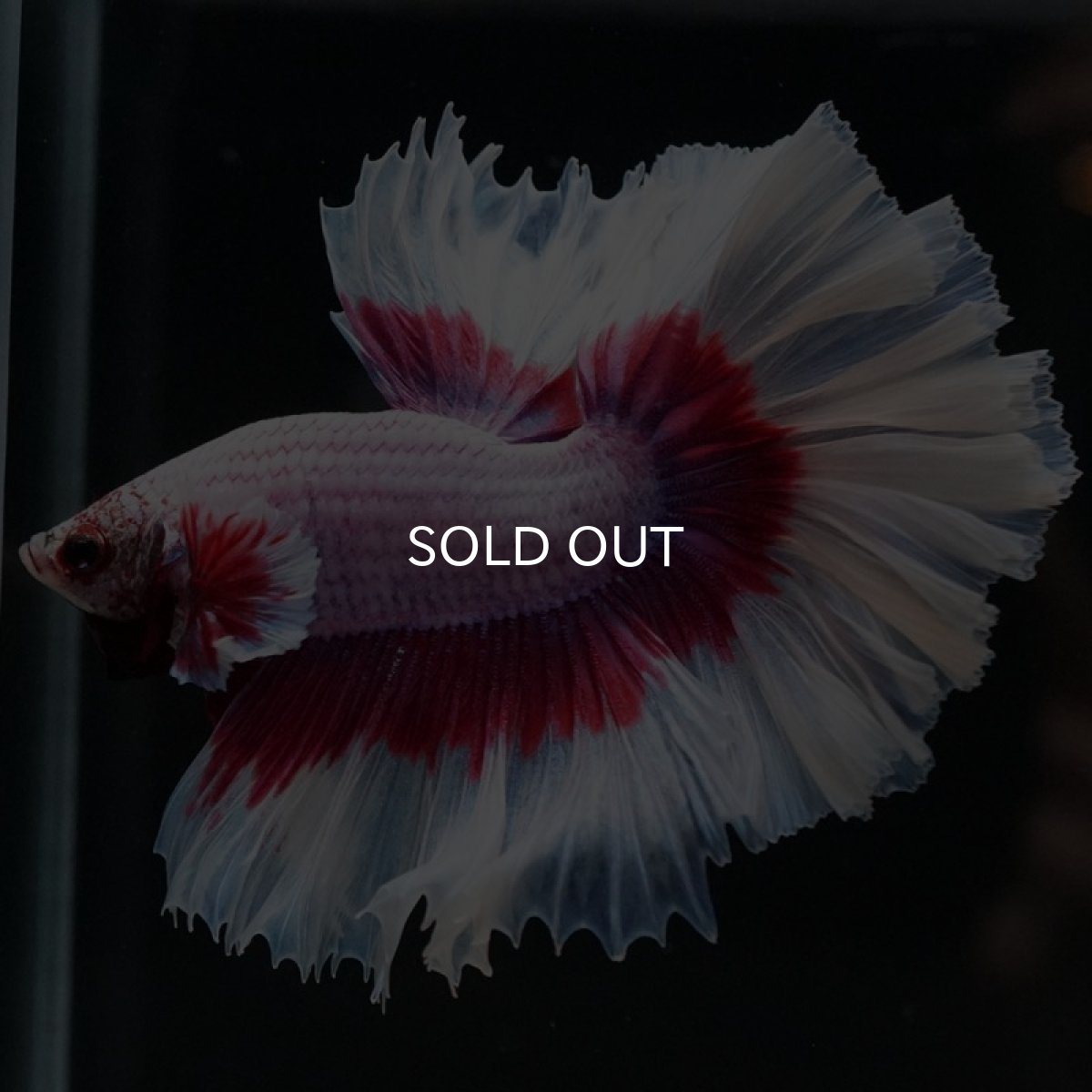 画像6: HM ラベンダーバタフライ ローズテール (6)