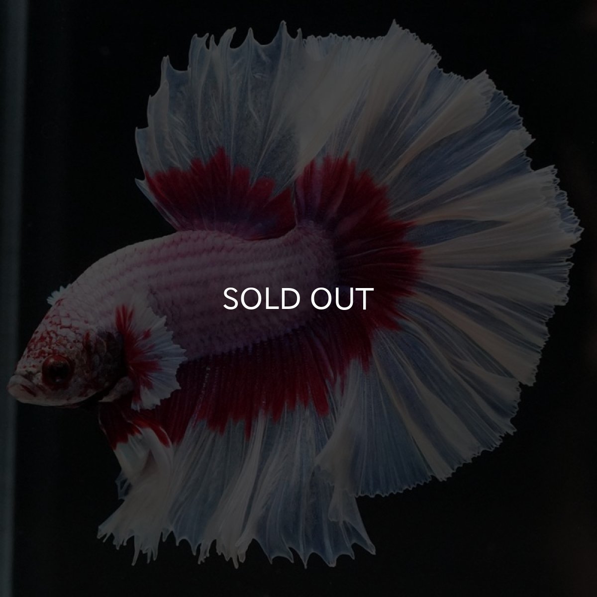 画像4: HM ラベンダーバタフライ ローズテール (4)