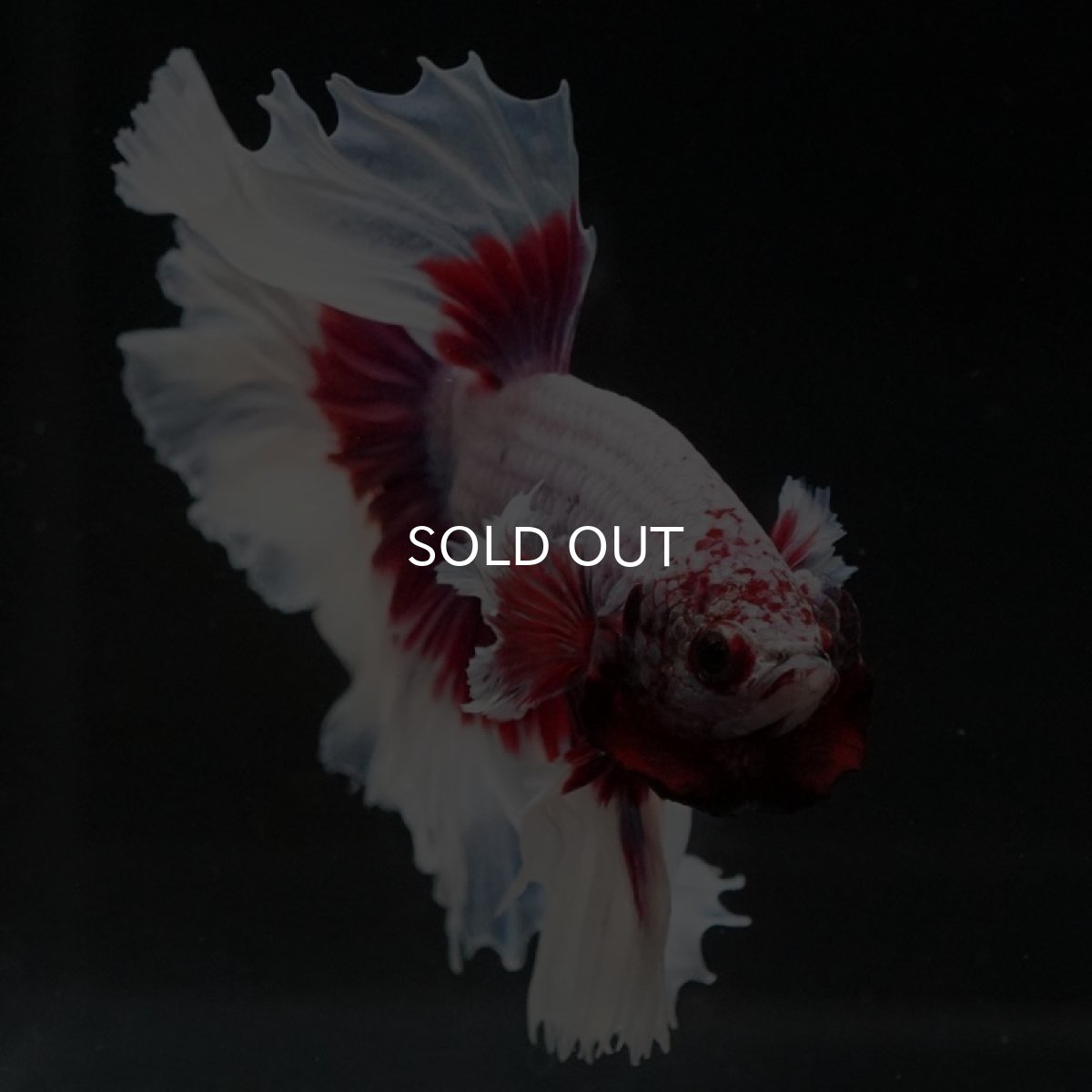 画像3: HM ラベンダーバタフライ ローズテール (3)