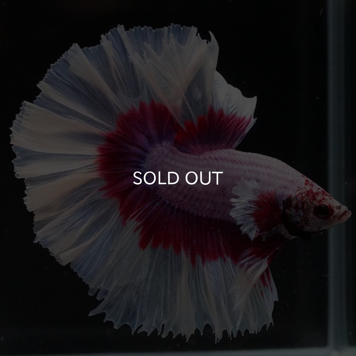 画像5: HM ラベンダーバタフライ ローズテール (5)