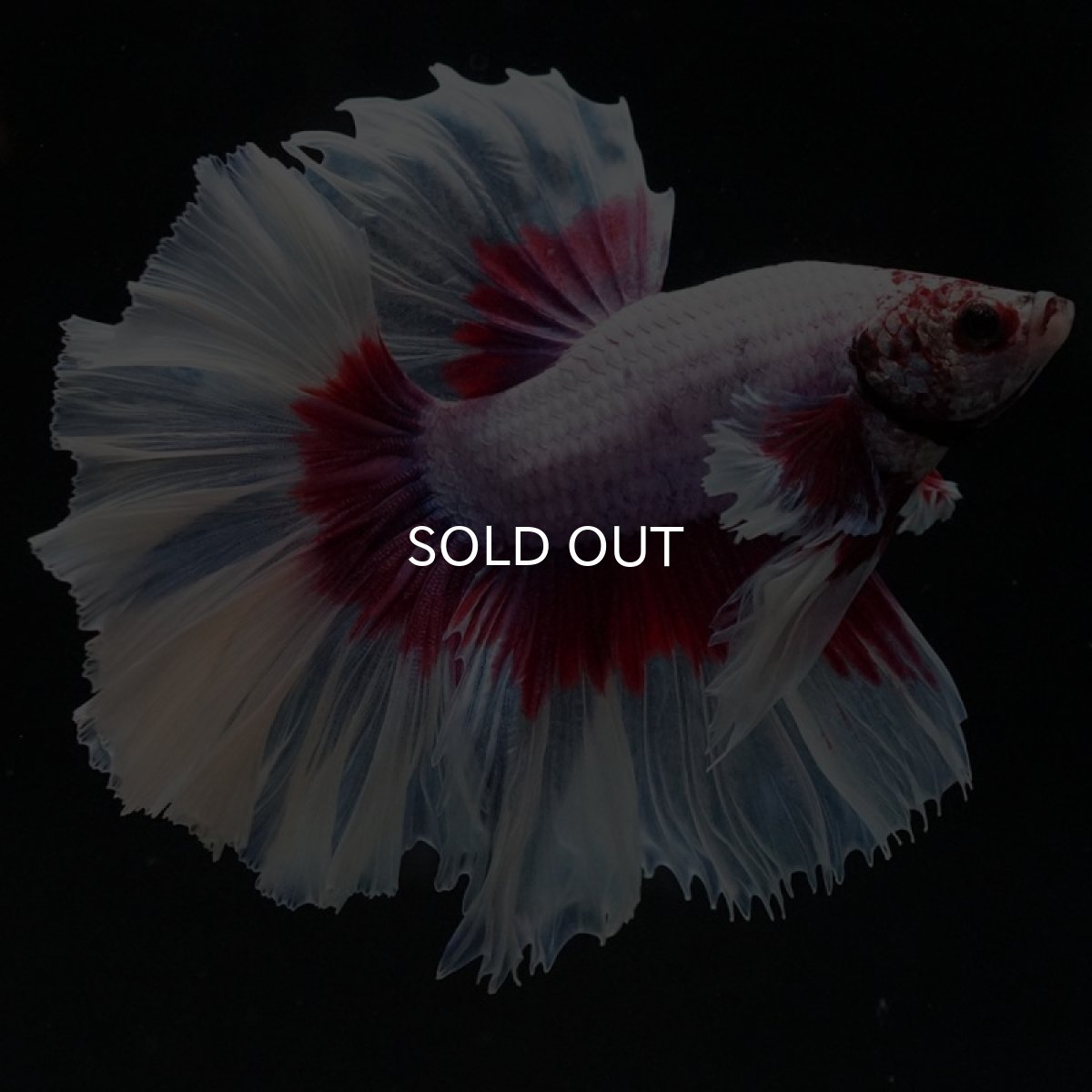 画像2: HM ラベンダーバタフライ ローズテール (2)