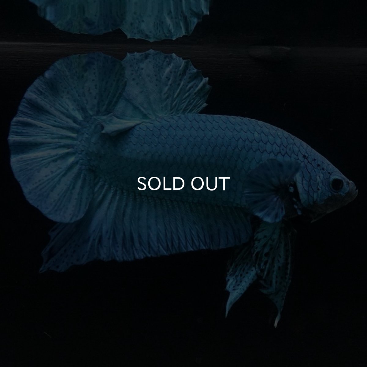 画像6: HMPK　ターコイズブルー　コンテストクオリティ (6)