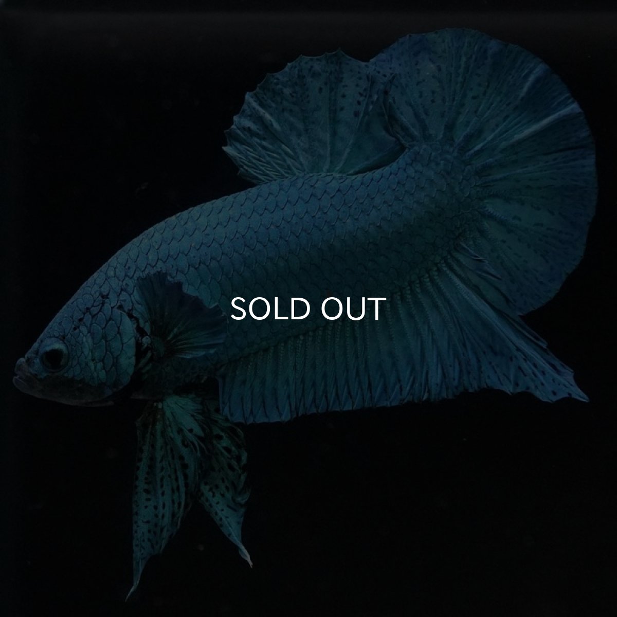 画像5: HMPK　ターコイズブルー　コンテストクオリティ (5)