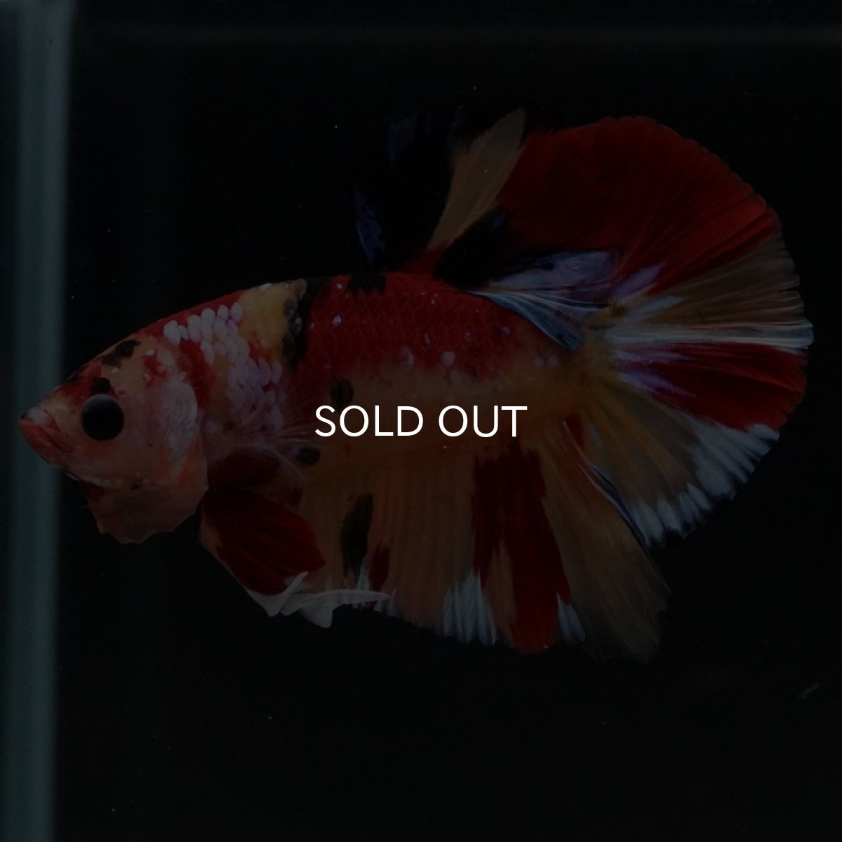 画像6: HMPK　キャンディ (6)