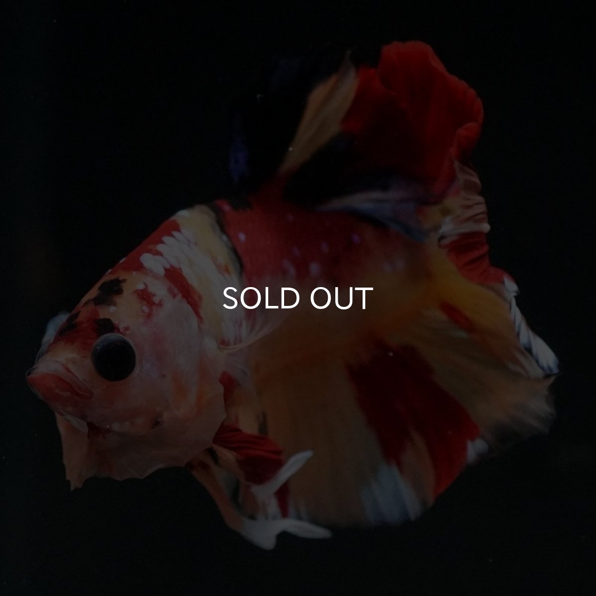 画像4: HMPK　キャンディ (4)