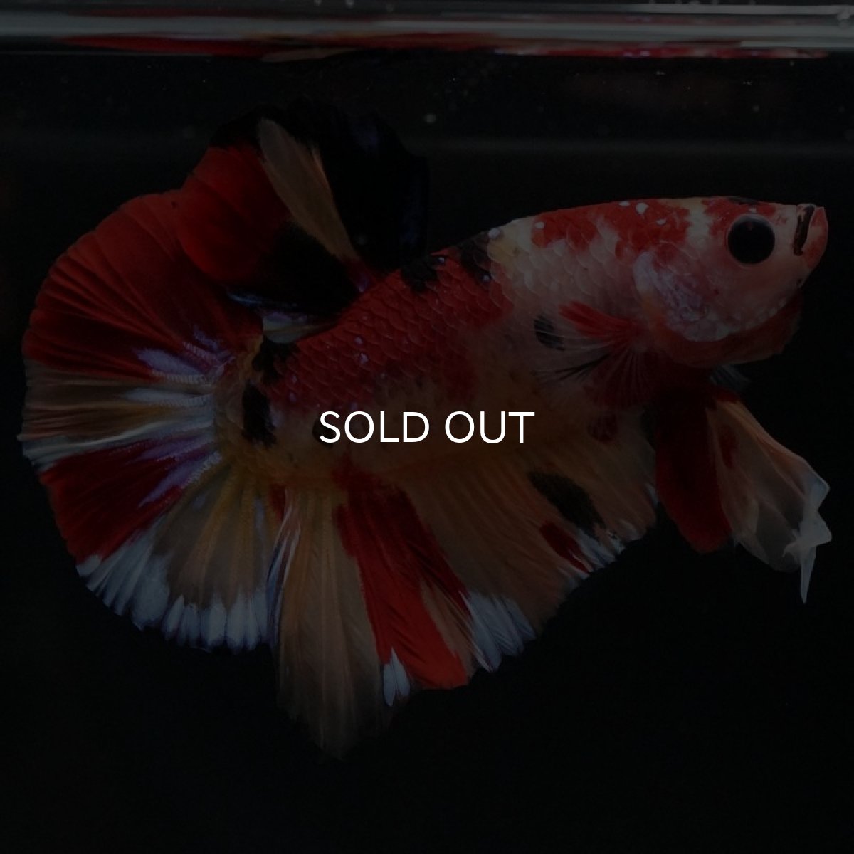 画像5: HMPK　キャンディ (5)