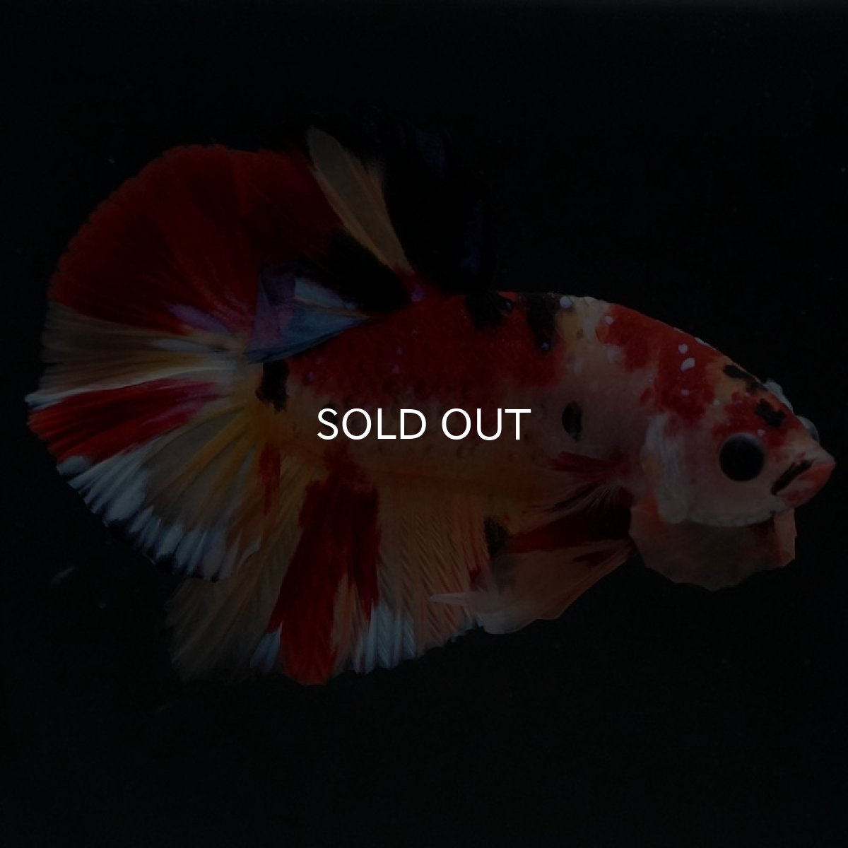 画像3: HMPK　キャンディ (3)