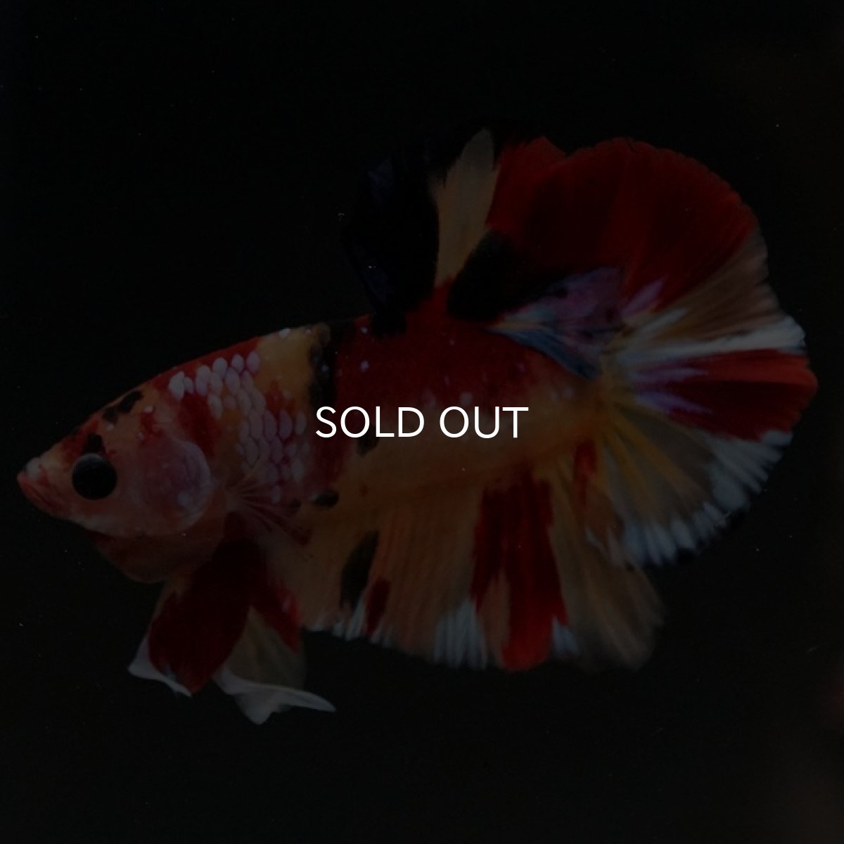 画像2: HMPK　キャンディ (2)